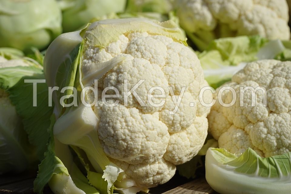 bulk pack Iranian high quality new crop fresh cauliflower