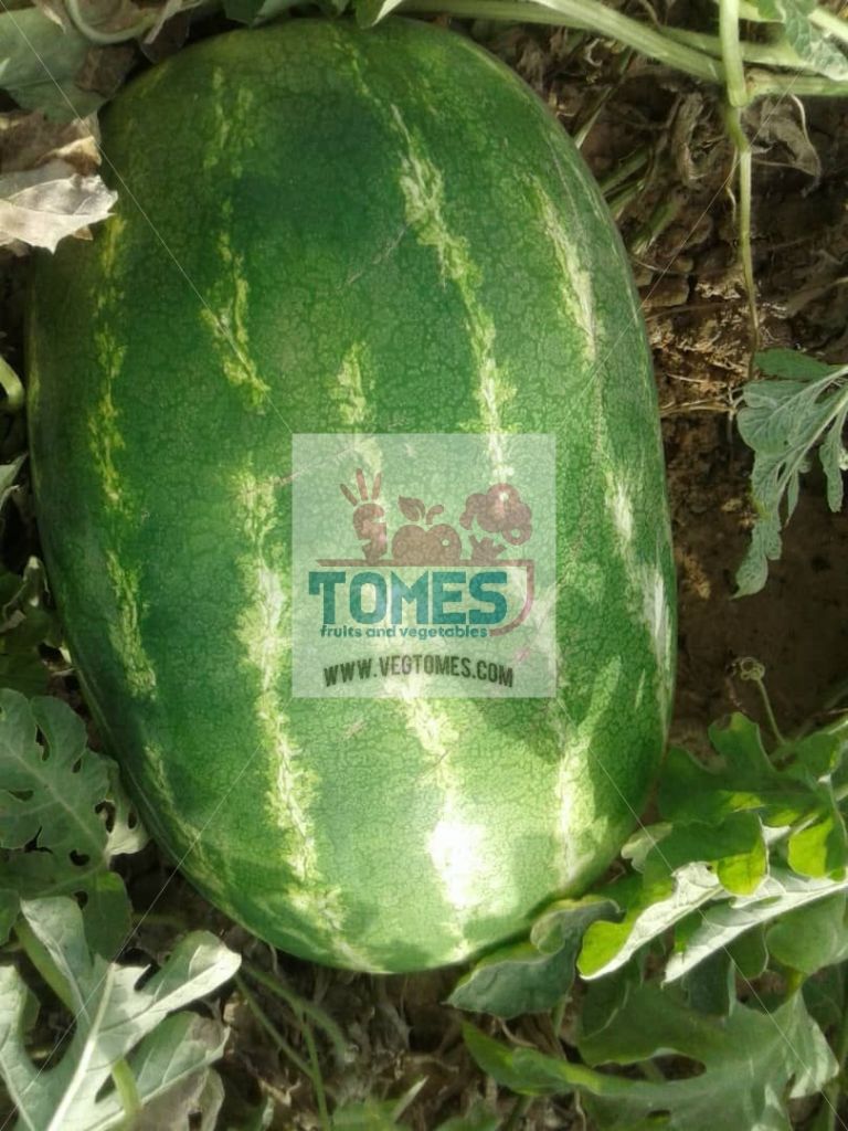 Wholesale fresh potato Iranian supplier Watermelon