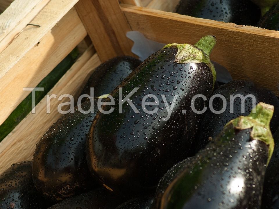 Wholesale fresh potato Iranian supplier Eggplant