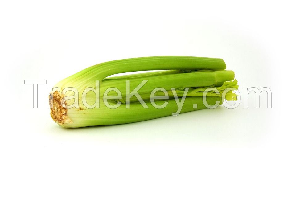Wholesale fresh potato Iranian supplier Celery