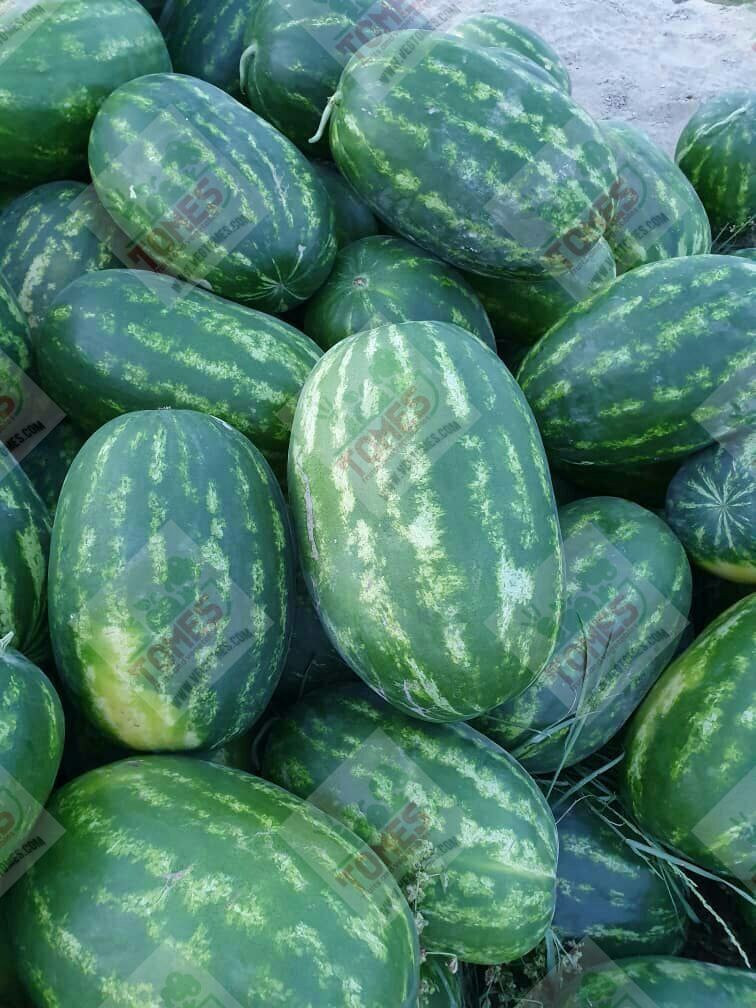 Wholesale fresh potato Iranian supplier Watermelon