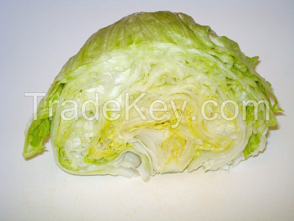 Wholesale fresh potato Iranian supplier lettuce