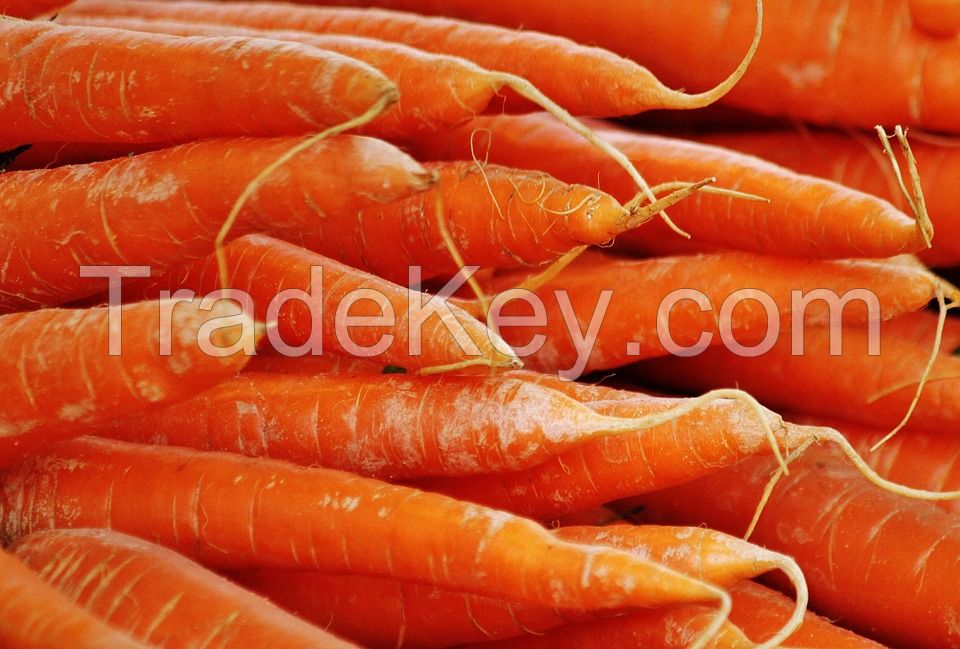 Wholesale fresh potato Iranian supplier Carrots