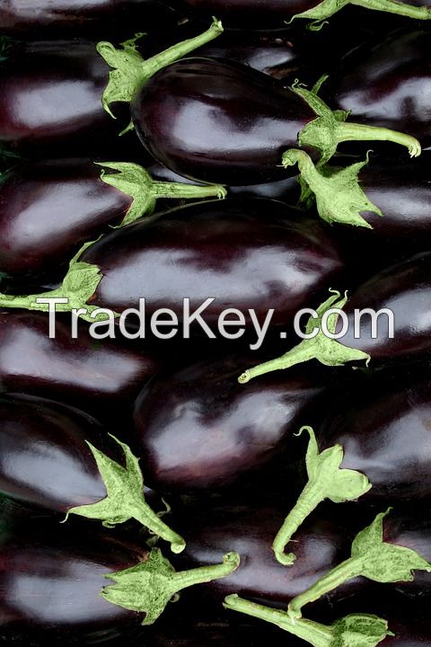 Wholesale fresh potato Iranian supplier Eggplant