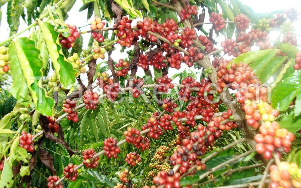 Robusta Coffee