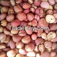 kola nut