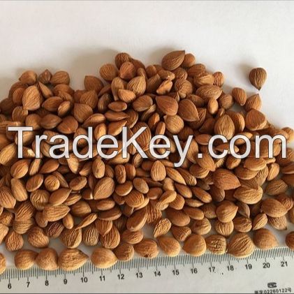 Apricot kernels, / apricot nuts and apricot seeds 