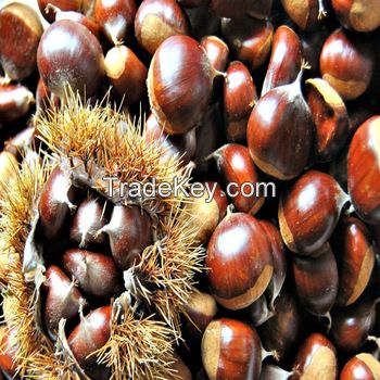 Chestnut for sale at wholesale price 