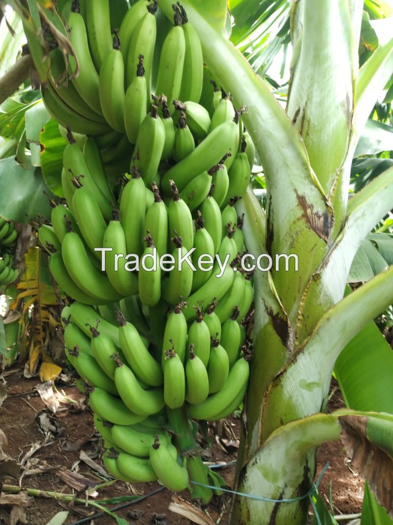 CAVENDISH BANANA