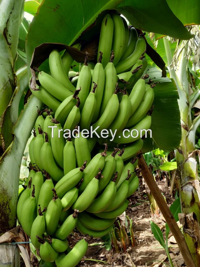 CAVENDISH BANANA