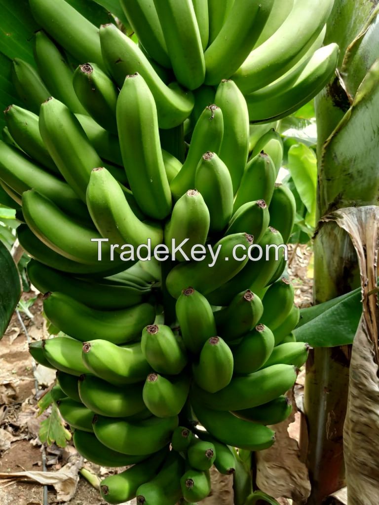 CAVENDISH BANANA 