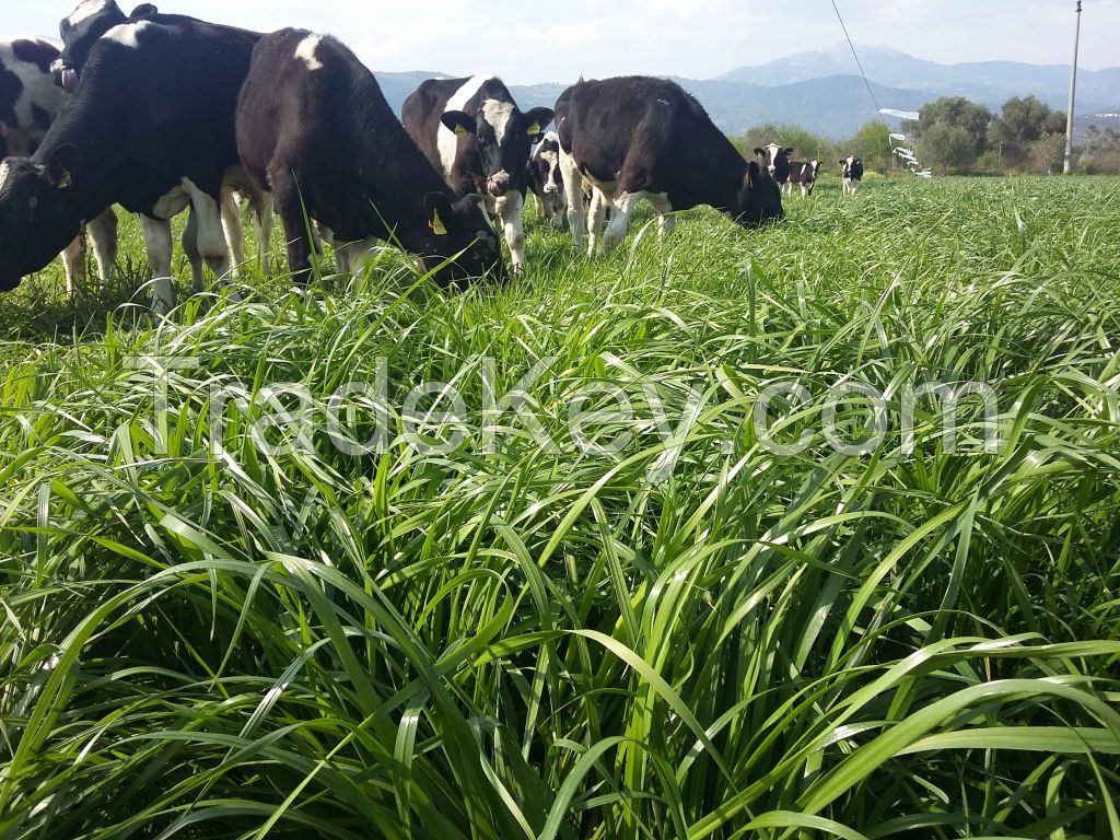 Italian Ryegrass Seeds