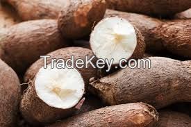 Cassava (Manihot esculenta)