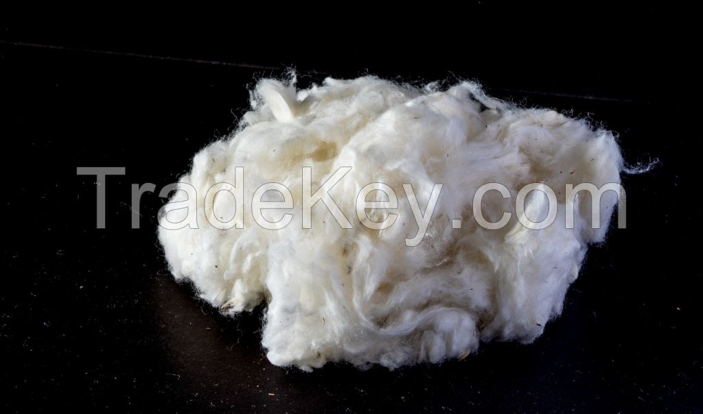 Cotton Lint | Cotton Fiber