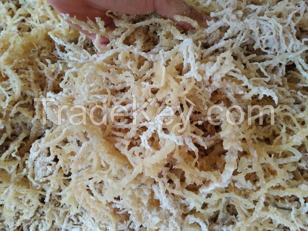 Wholesales Irish Sea Moss / Eucheuma Cottonii 