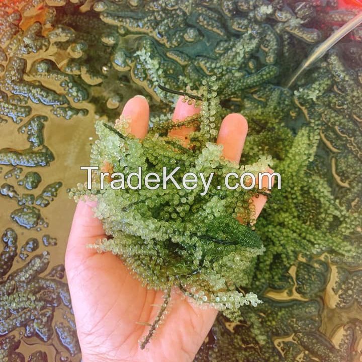 DEHYDRATED SEA GRAPES/ SEAWEED WITH BEST PRICE FROM VIET NAM