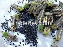 Black Sesame seeds