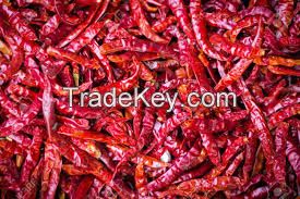 Hot Indian Chilli