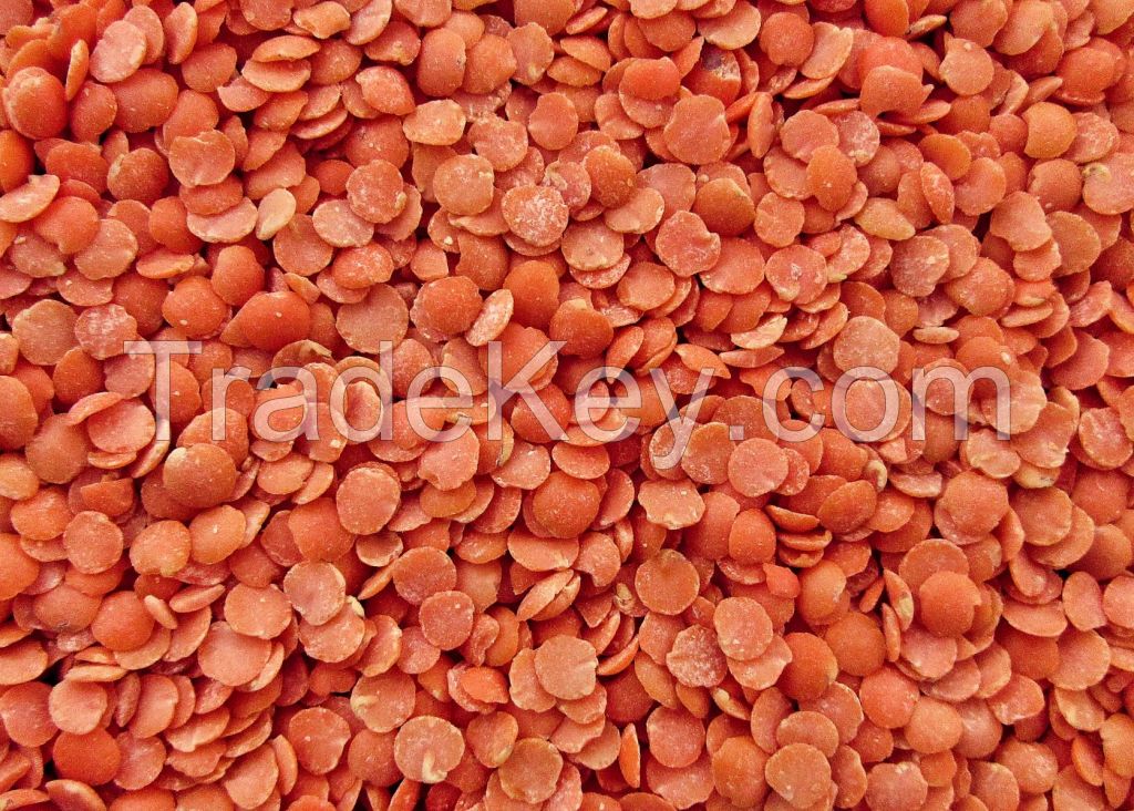 Red Lentils 