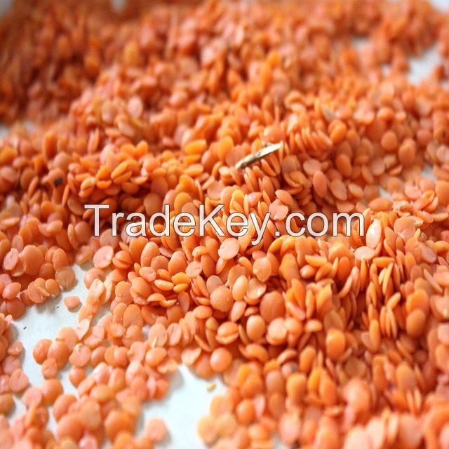 Red Lentils