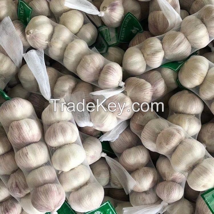 Fresh White Garlic