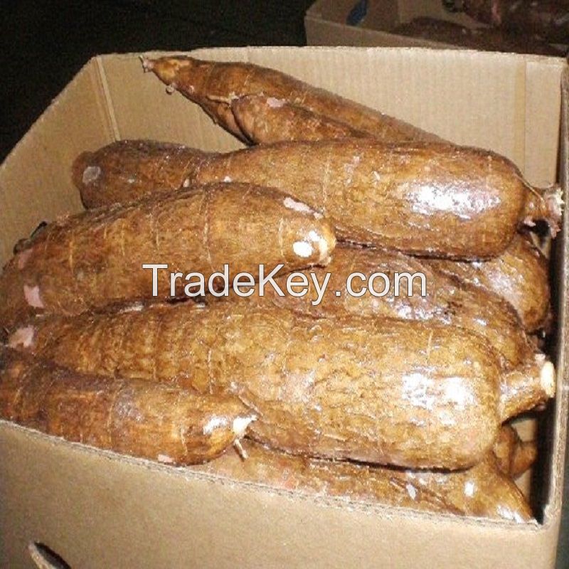 Fresh Cassava