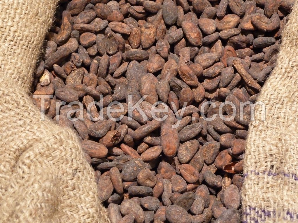 Cocoa Beans