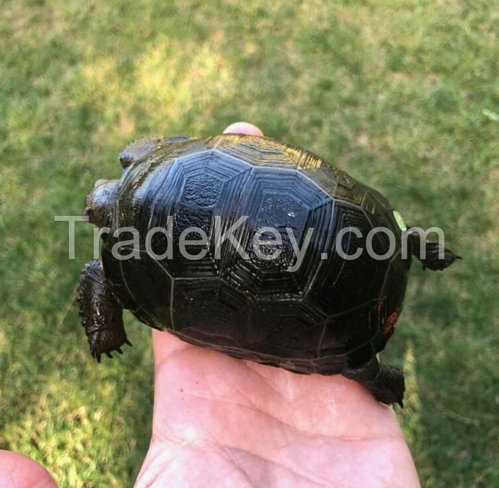 Tortoises for sale online