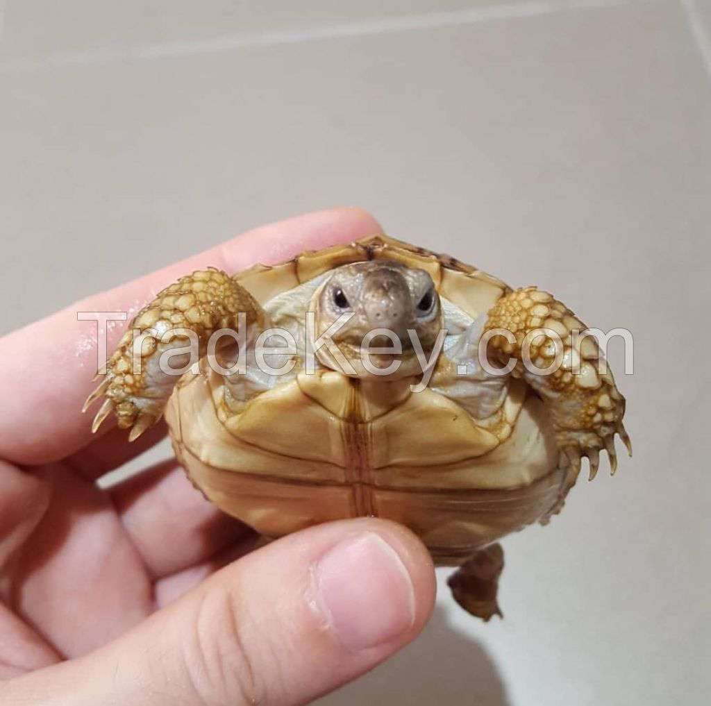 Tortoises for sale online