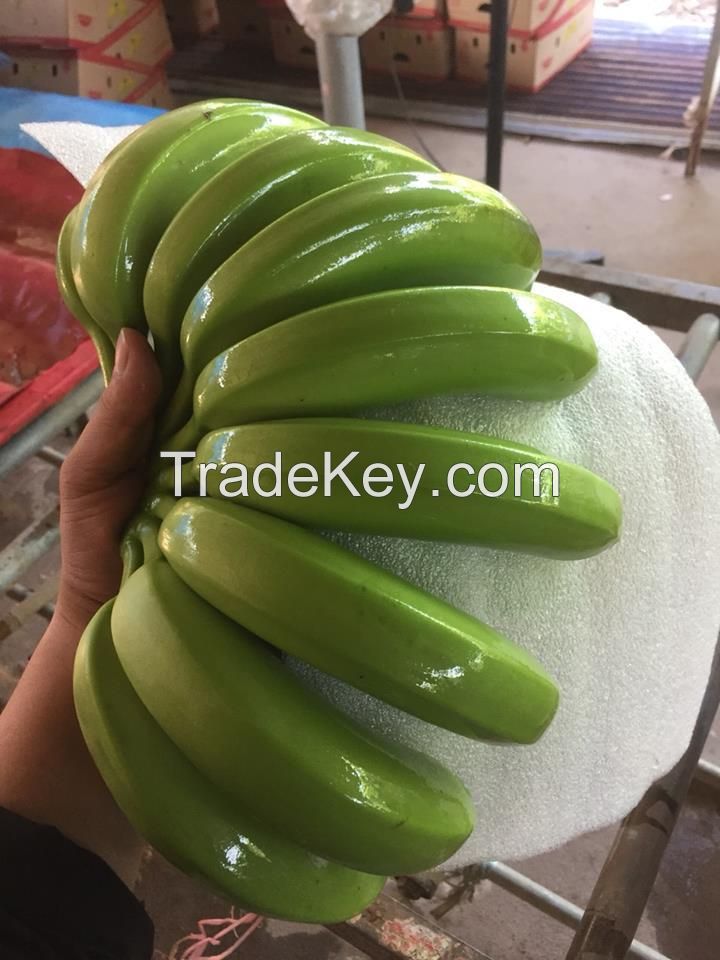 Fresh Cavendish Bananas