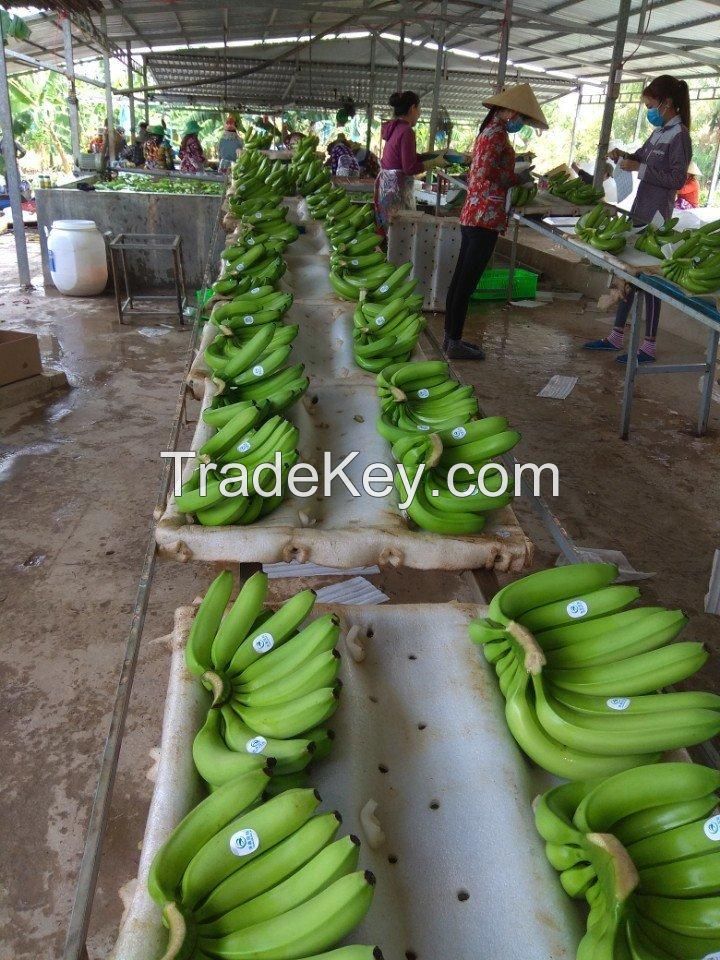 Fresh Cavendish Bananas