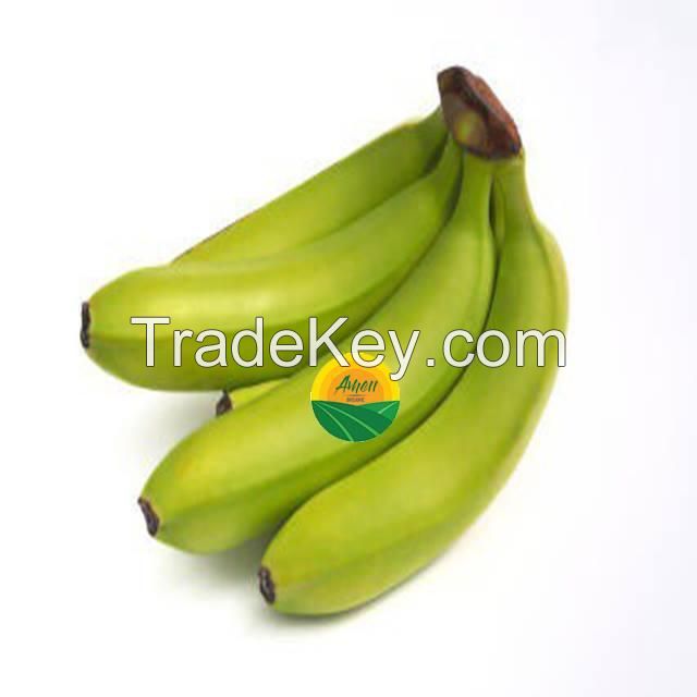 Fresh Cavendish Bananas