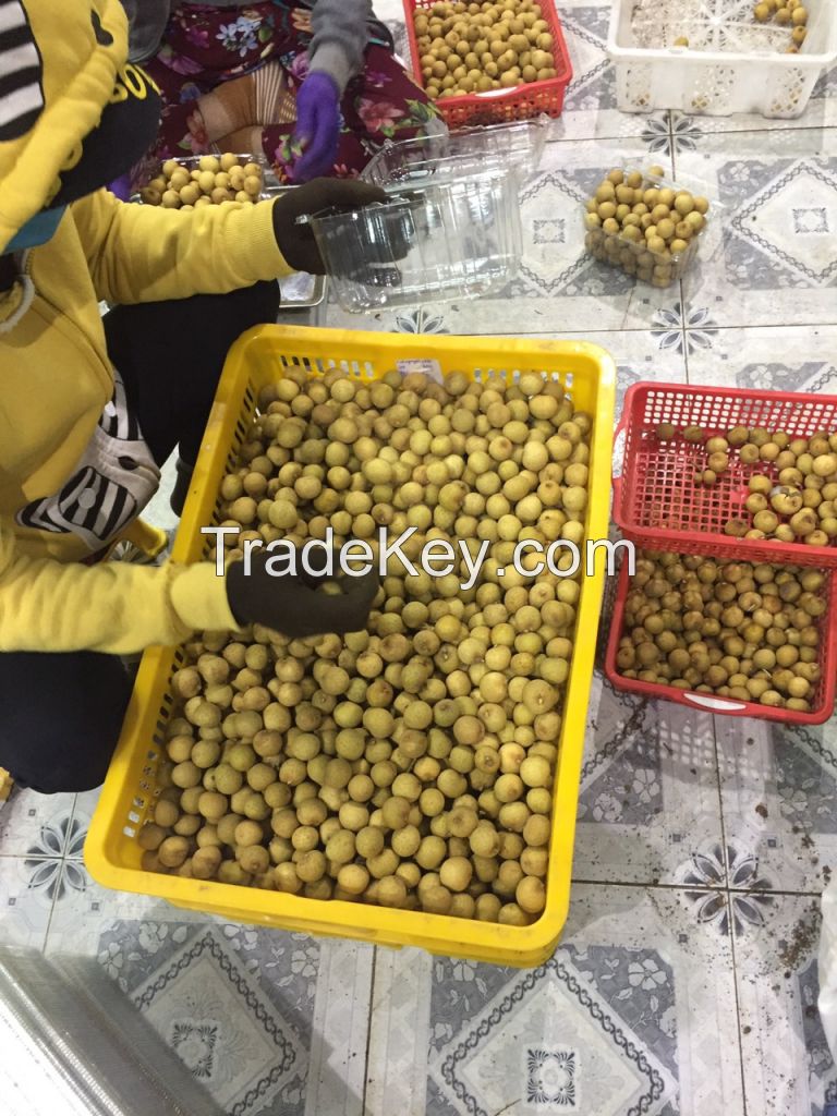 Vietnam fresh Longan