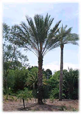 Date Palm Trees Exporter and Egyptian Palm Trees