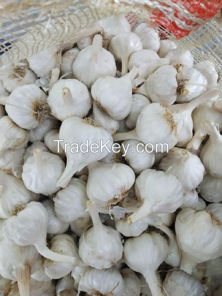White  Indian Garlic