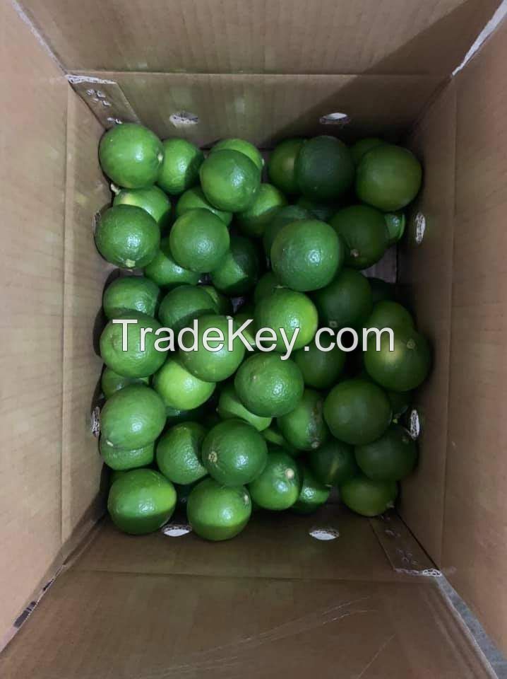 Hot Sale Cheap Price Fresh Seedless Lime Vietnam