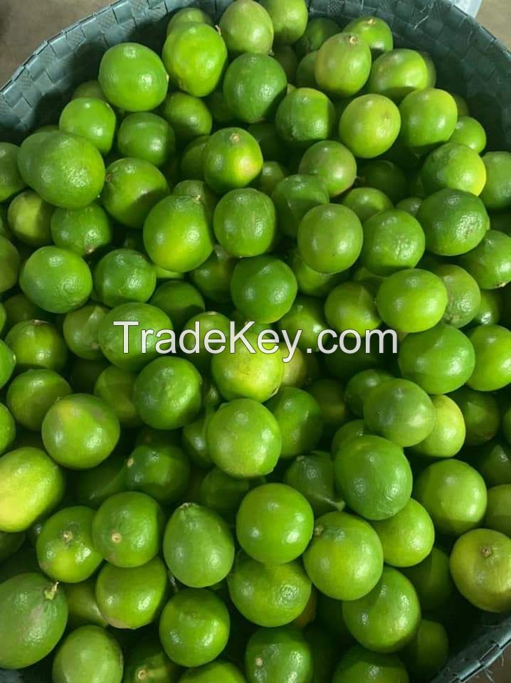 Hot Sale Cheap Price Fresh Seedless Lime Vietnam