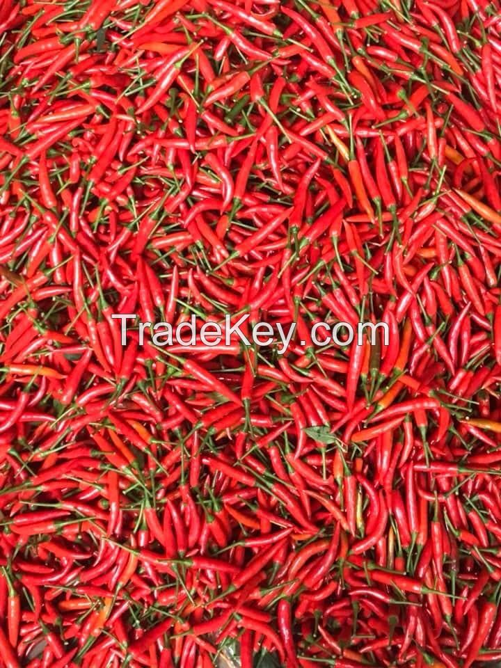 Hot Sales High quality Fresh Chilli Vietnam