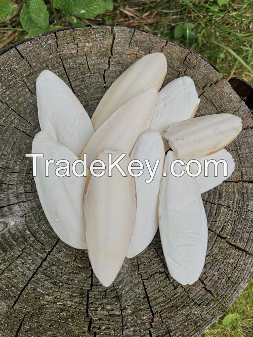 CUTTLEFISH BONE