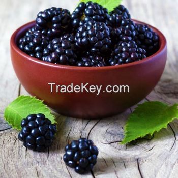 Dried Blackberry Fruit 
