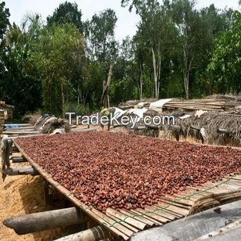 Cocoa Beans for Sale 