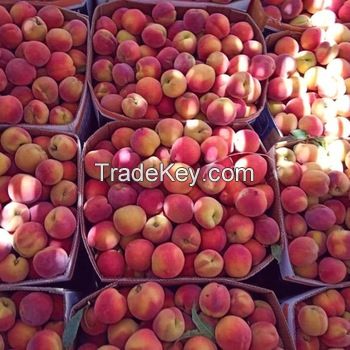 Fresh Peaches for sale 