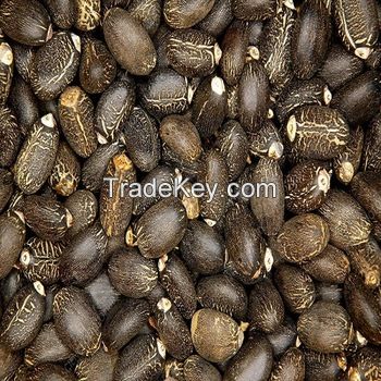 Jatropha Seeds Tree Species Natural Jatropha Best Quality Dried Jatropha Seeds 
