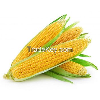 WHITE / RED/ YELLOW CORN / MAIZE 