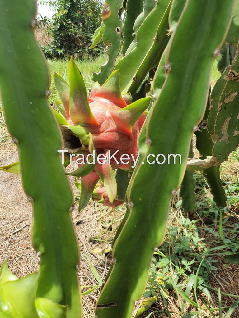 VIETNAM'S DRAGON FRUIT