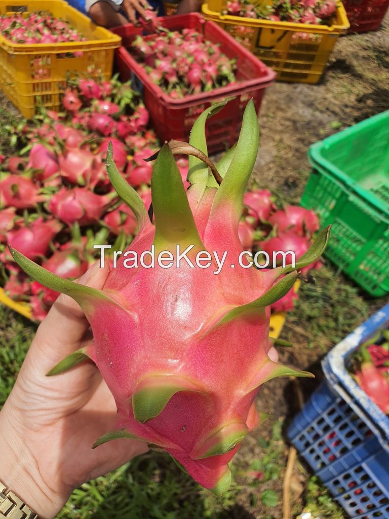 VIETNAM'S DRAGON FRUIT