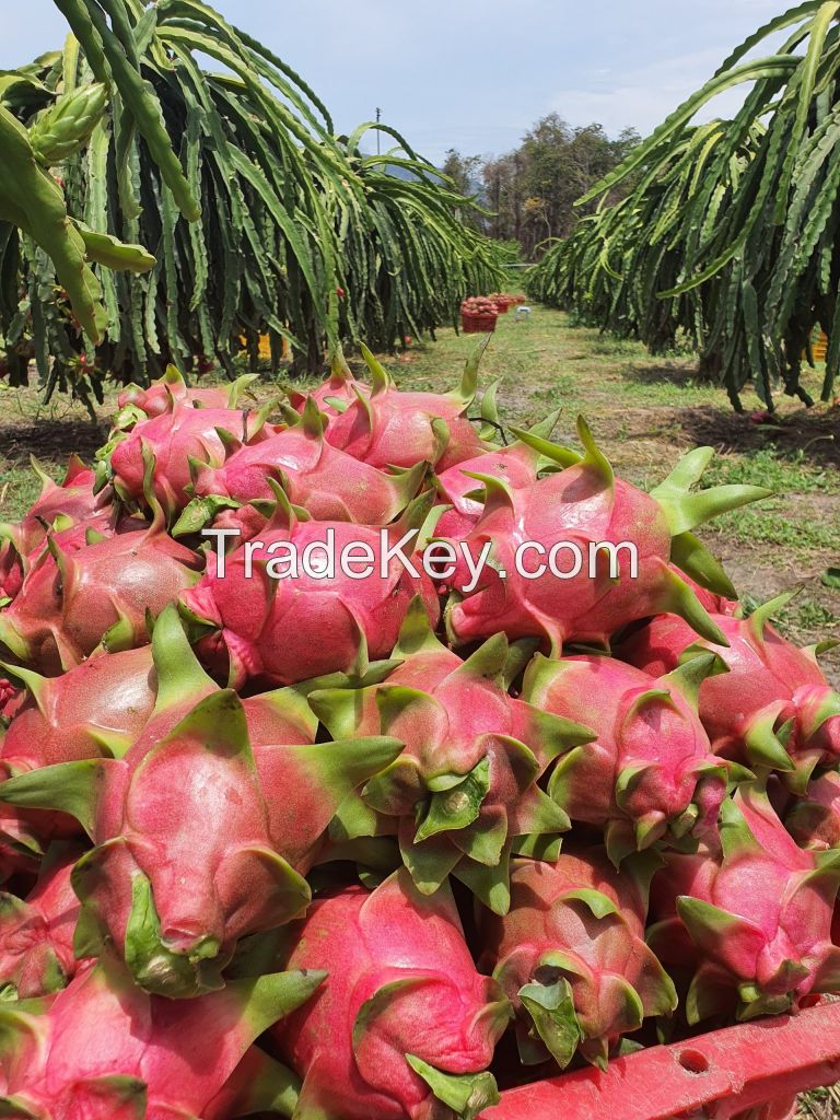 Fresh dragon fruit