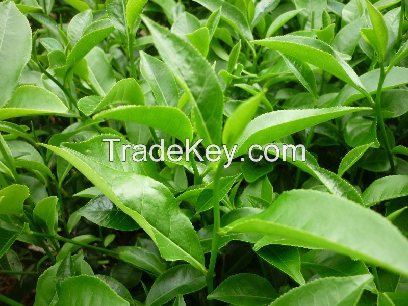 Wholesale from factory Black tea Orthodox Loose medium leaf OP1 100% new