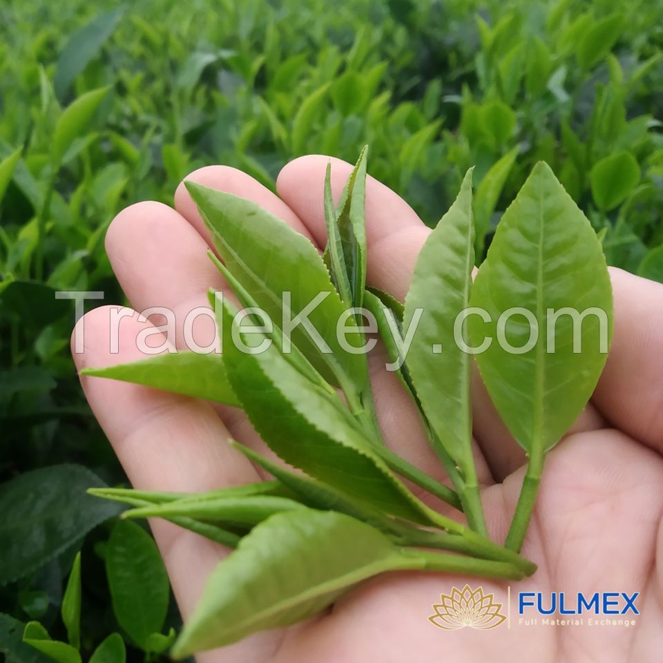 OTD Pekoe Black tea at Wholesale price - Weight Loss Tea Manufacturer - Vietnamese Organic, Free Sample