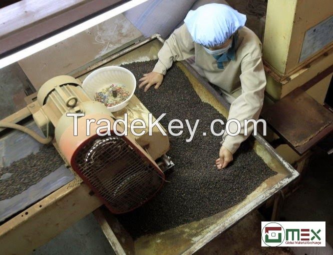 Black Pepper in Vietnam